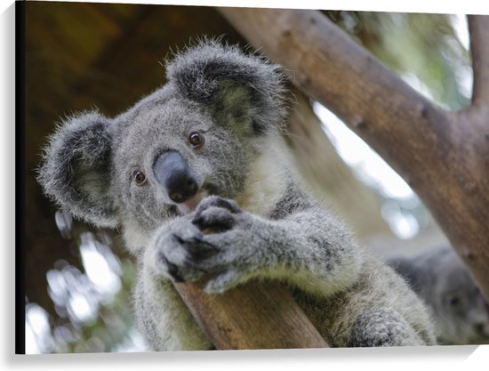 Canvas - Australische Koala in een Boom - 100x75 cm Foto op Canvas Schilderij (Wanddecoratie op Canvas)
