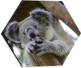 Dibond Hexagon - Australische Koala in een Boom - 30x26.1 cm Foto op Hexagon (Met Ophangsysteem)