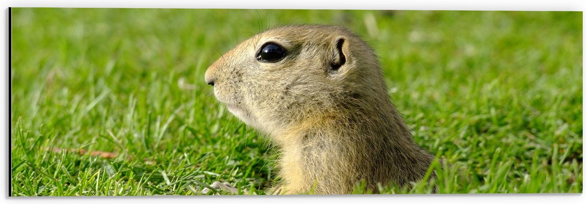 Dibond - Baby Goffer Komt uit de Grond - 60x20 cm Foto op Aluminium (Met Ophangsysteem)