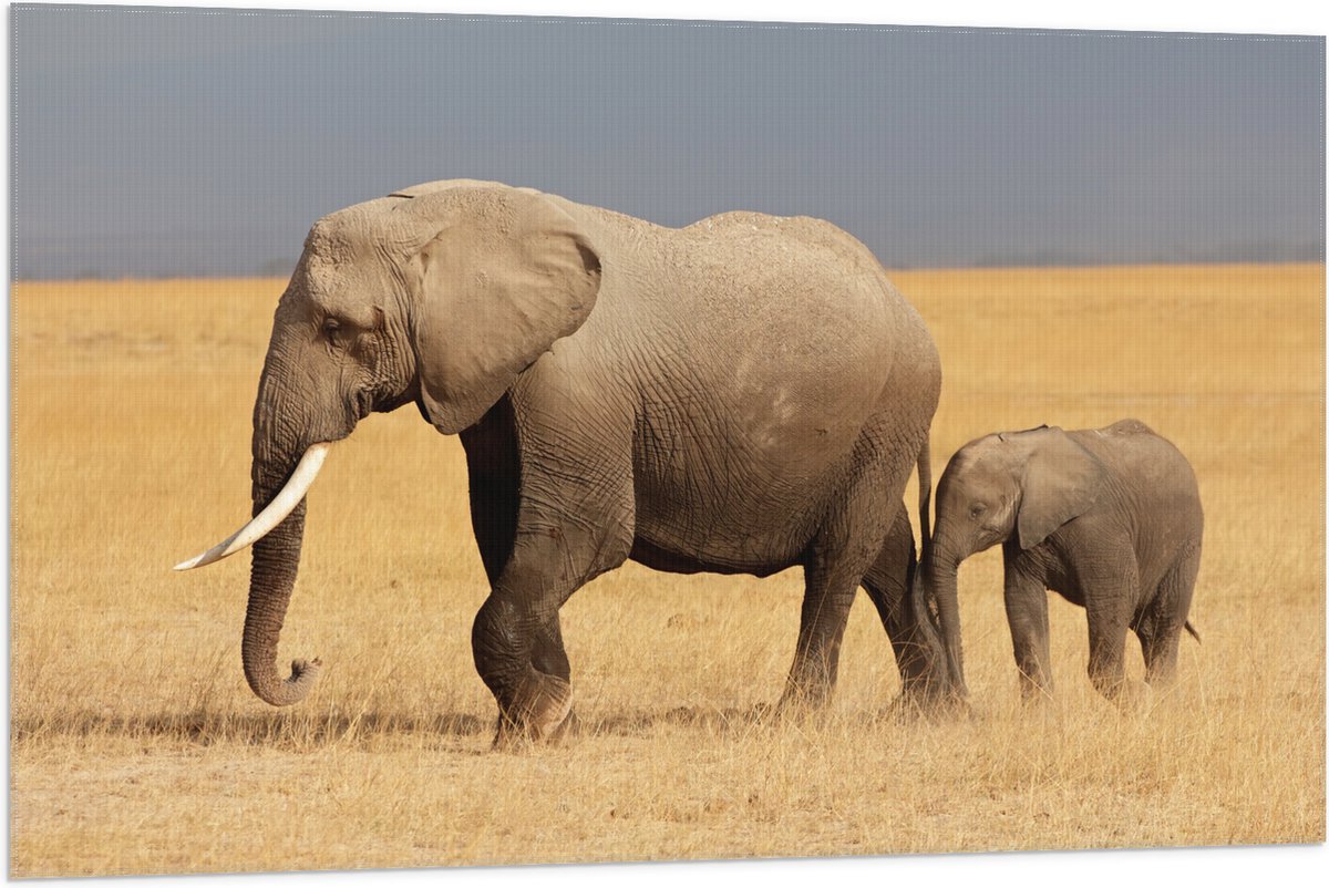Vlag - Afrikaanse Olifant met Baby Olifantje - 105x70 cm Foto op Polyester Vlag