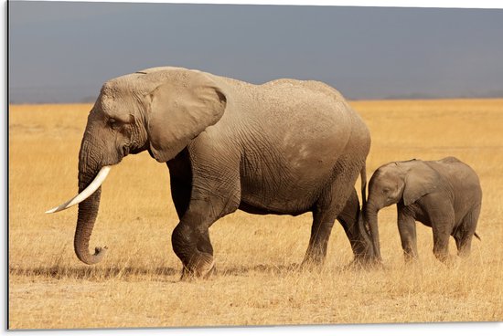 Dibond - Afrikaanse Olifant met Baby Olifantje - 75x50 cm Foto op Aluminium (Met Ophangsysteem)