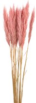 Pampas pluimen - Oud roze - 110 cm - 3 stuks