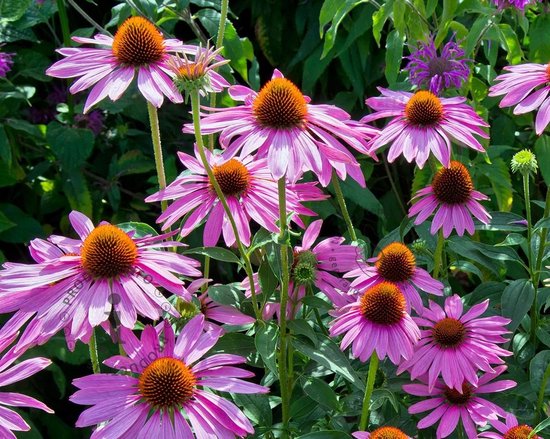 12x Zonnehoed (Echinacea purpurea) - P9 pot (9x9) | bol.com