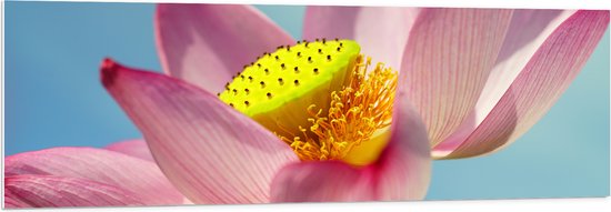 WallClassics - PVC Schuimplaat - Helder Roze Lelie tegen Blauwe Lucht - 150x50 cm Foto op PVC Schuimplaat (Met Ophangsysteem)