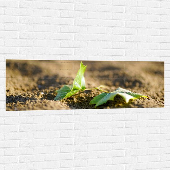 WallClassics - Muursticker - Twee Groene Bladeren op Zandhoop - 150x50 cm Foto op Muursticker