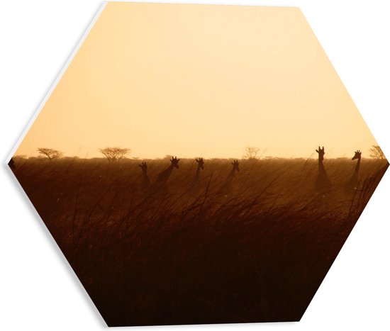 PVC Schuimplaat Hexagon - Giraffen op de Savanne tijdens Zonsopkomst - 40x34.8 cm Foto op Hexagon (Met Ophangsysteem)