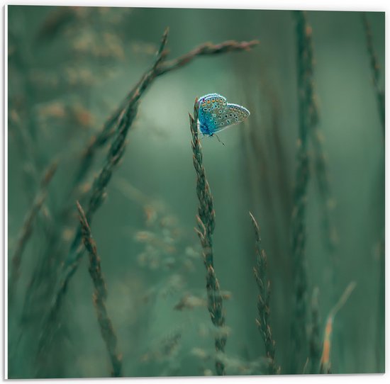 PVC Schuimplaat- Blauwe Vlinder Zit op een Plant - 50x50 cm Foto op PVC Schuimplaat