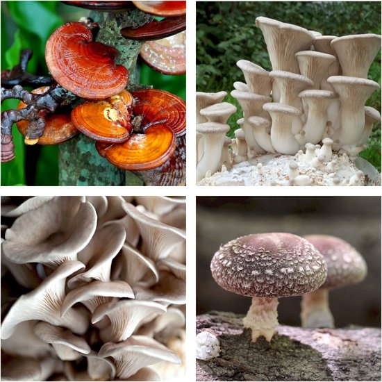 ToshiFarm Field Pack - 200 gram - 4 soorten broed voor Reishi, Shiitake, Grijze Oesterzwam en Koningsoesterzwam