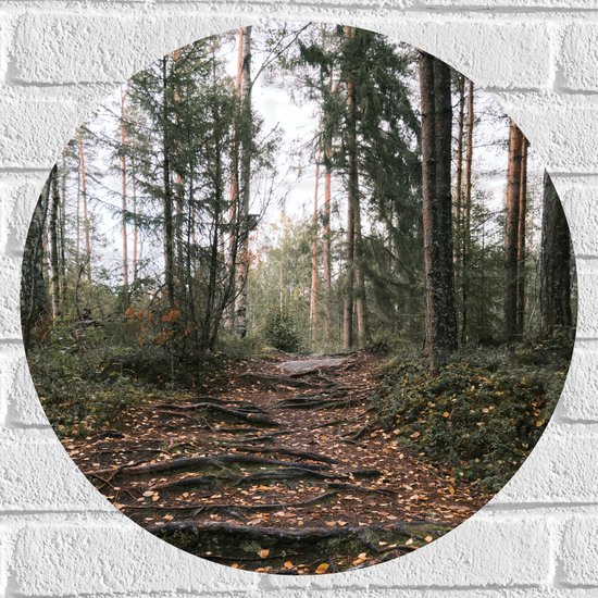 Foto: Muursticker cirkel boomwortels in een bos tijdens de herfst 50x50 cm foto op muursticker