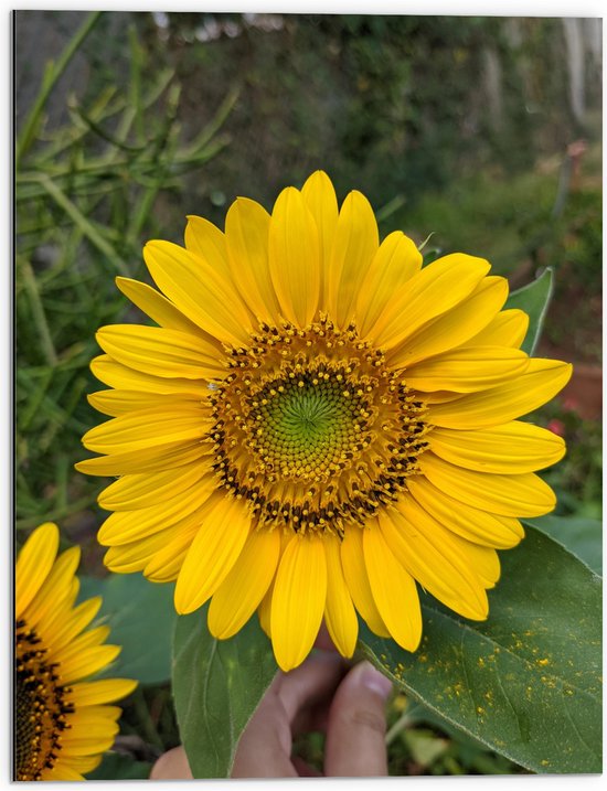 WallClassics - Dibond - Grote Felle Zonnebloem in Hand - 60x80 cm Foto op Aluminium (Met Ophangsysteem)