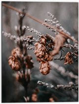 WallClassics - Dibond - Herfstig Beeld van Planten - 60x80 cm Foto op Aluminium (Wanddecoratie van metaal)