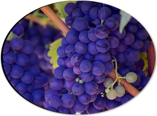 Dibond Ovaal - Druivenplanten - Pinot Noir - 28x21 cm Foto op Ovaal (Met Ophangsysteem)
