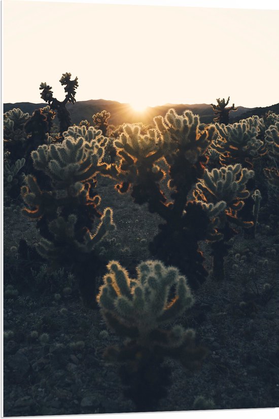 PVC Schuimplaat- Cactussen in Woestijn bij Zonsondergang - 70x105 cm Foto op PVC Schuimplaat
