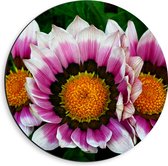 Dibond Muurcirkel - Kleurrijke Gazania Rigens Bloemen - 40x40 cm Foto op Aluminium Muurcirkel (met ophangsysteem)