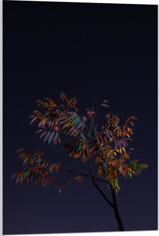 Acrylglas - Tak met Bladeren in Nacht - 60x90 cm Foto op Acrylglas (Met Ophangsysteem)