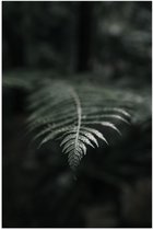 Poster Glanzend – Groene Varens Plant - 40x60 cm Foto op Posterpapier met Glanzende Afwerking
