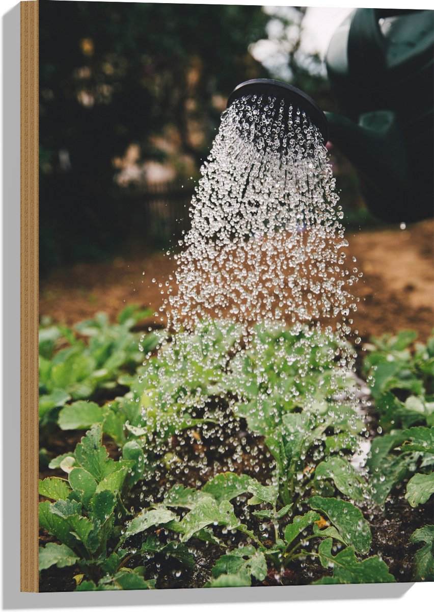 Hout - Planten Water Geven met Gieter - 40x60 cm - 9 mm dik - Foto op Hout (Met Ophangsyst