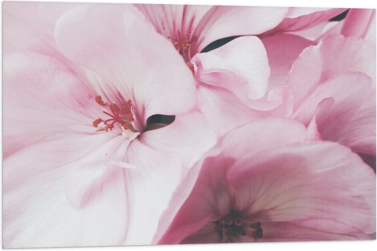 Vlag - Roze Bloemen - 90x60 cm Foto op Polyester Vlag