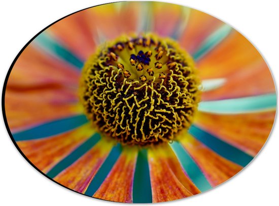 Dibond Ovaal - Kleurrijke Bloem - 28x21 cm Foto op Ovaal (Met Ophangsysteem)