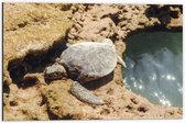 Dibond - Schildpad op Stenen langs een Watertje - 60x40 cm Foto op Aluminium (Met Ophangsysteem)