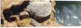 Dibond - Schildpad op Stenen langs een Watertje - 120x40 cm Foto op Aluminium (Met Ophangsysteem)