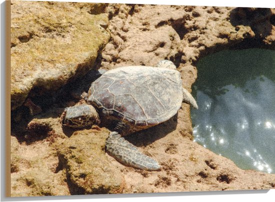 Hout - Schildpad op Stenen langs een Watertje - 100x75 cm - 9 mm dik - Foto op Hout (Met Ophangsysteem)