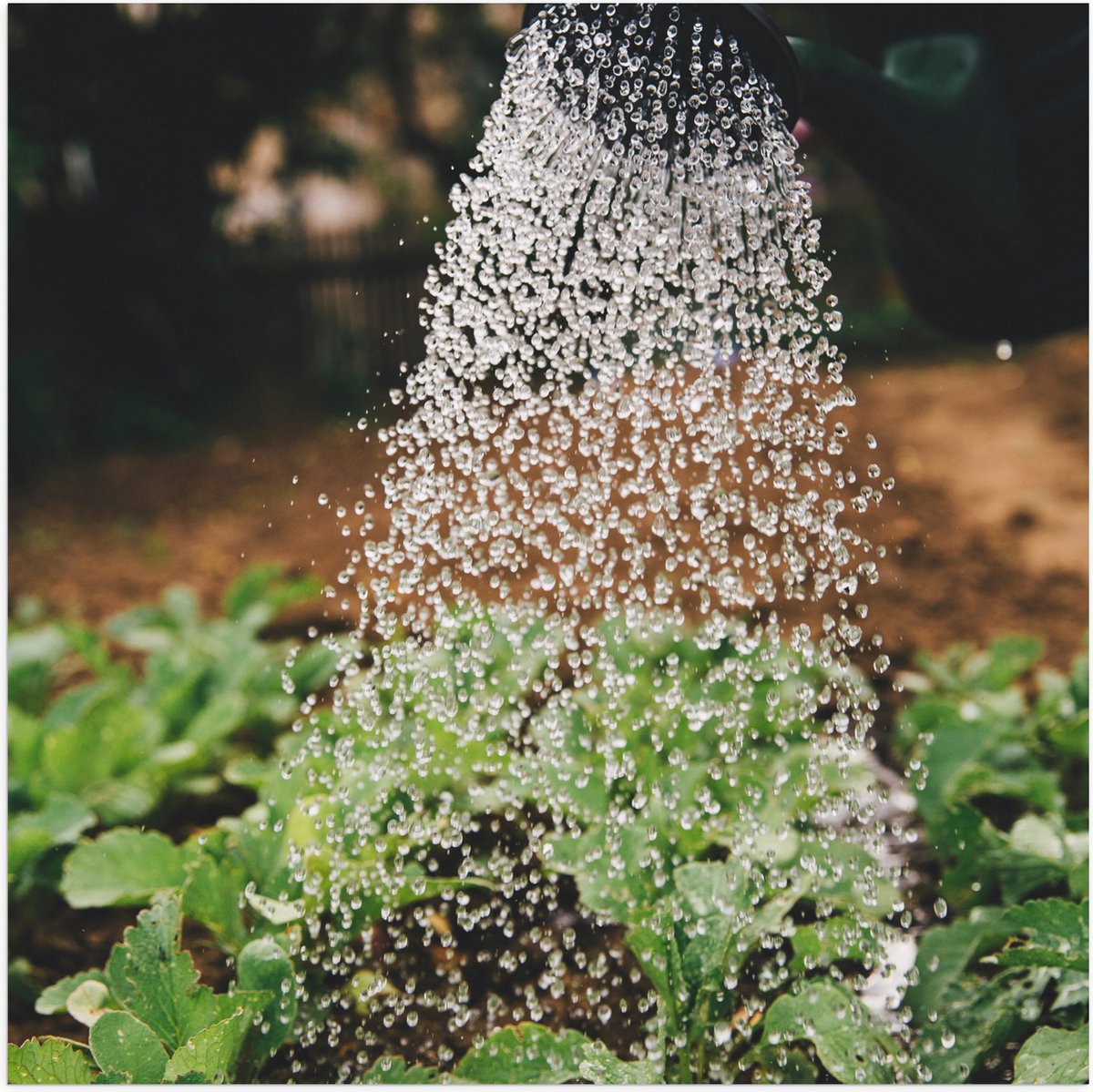 Poster (Mat) - Planten Water Geven met Gieter - 50x50 cm Foto op Posterpapier met een Matt