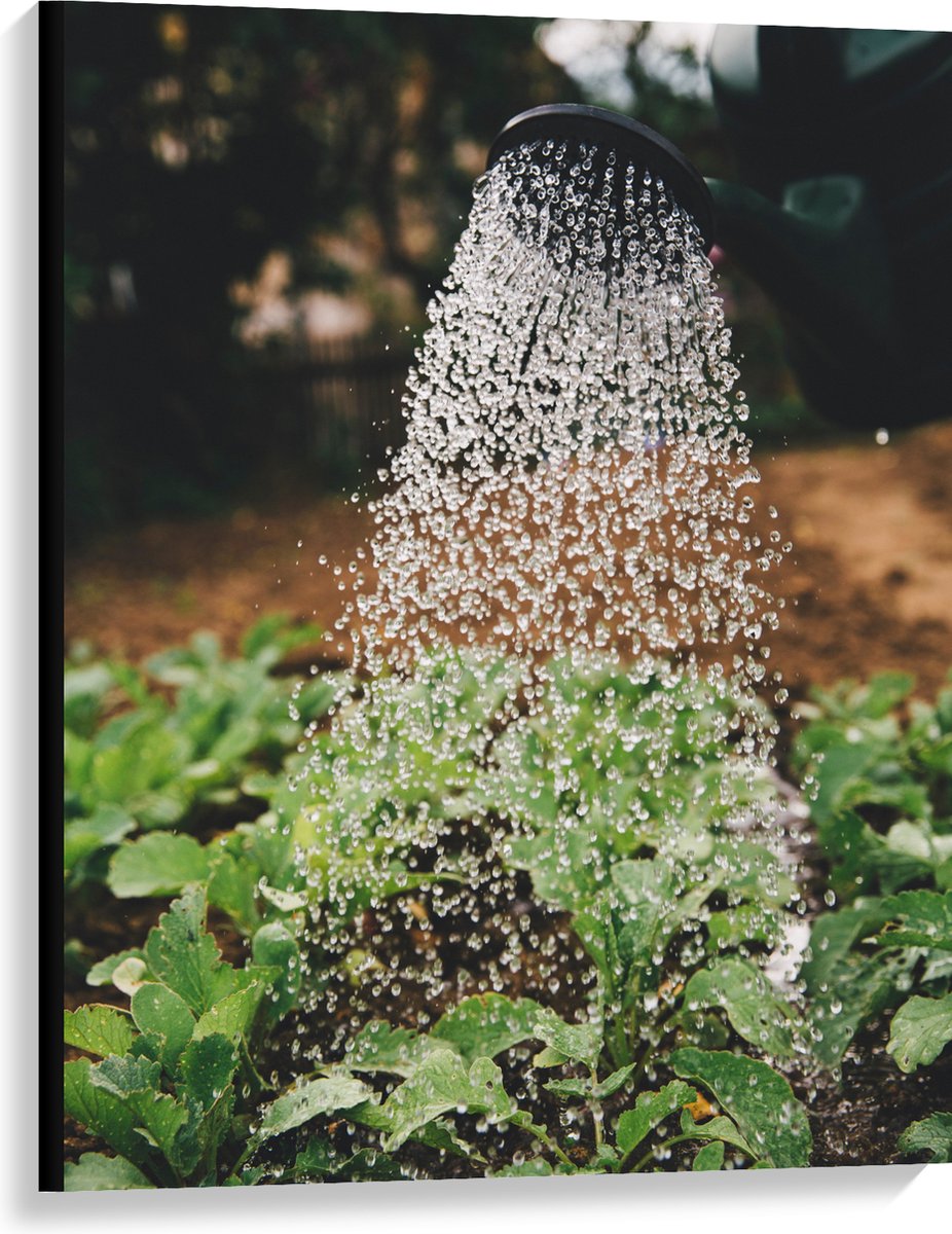 Canvas - Planten Water Geven met Gieter - 75x100 cm Foto op Canvas Schilderij (Wanddecorat