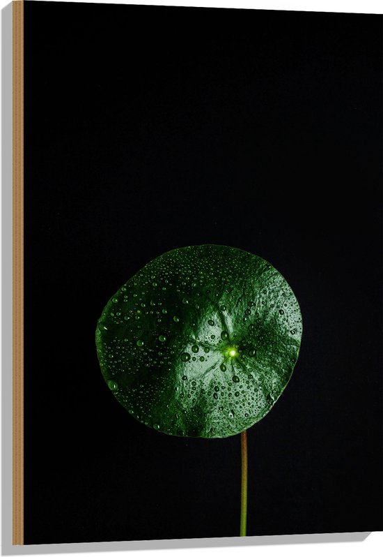 WallClassics - Hout - Cirkelvormige Groene Plant - 60x90 cm - 9 mm dik - Foto op Hout (Met Ophangsysteem)