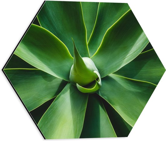 Dibond Hexagon - Groene Bladeren van een Plant - 40x34.8 cm Foto op Hexagon (Met Ophangsysteem)