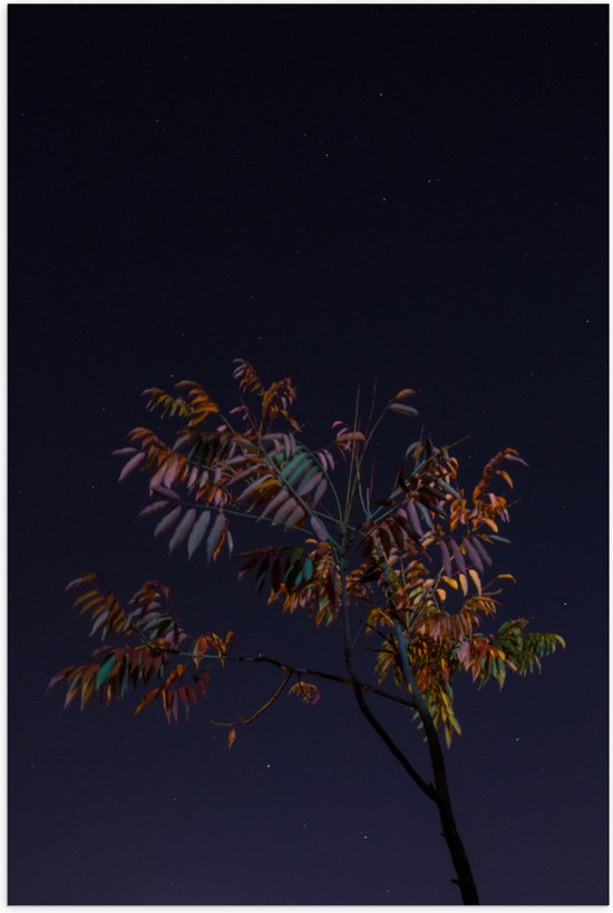 Poster Glanzend – Tak met Bladeren in Nacht - 40x60 cm Foto op Posterpapier met Glanzende Afwerking
