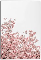 Dibond - Roze Sakura - 70x105 cm Foto op Aluminium (Met Ophangsysteem)