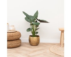 Alocasia Wentii - 70cm