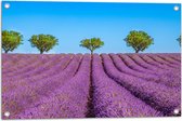 Tuinposter – Lavendel Bloemenveld met Rij Groene Bomen - 75x50 cm Foto op Tuinposter (wanddecoratie voor buiten en binnen)