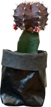 de Zaktus - cactus - Gymnocalycium mihanovichii - UASHMAMA® paperbag metallic zwart - Maat M