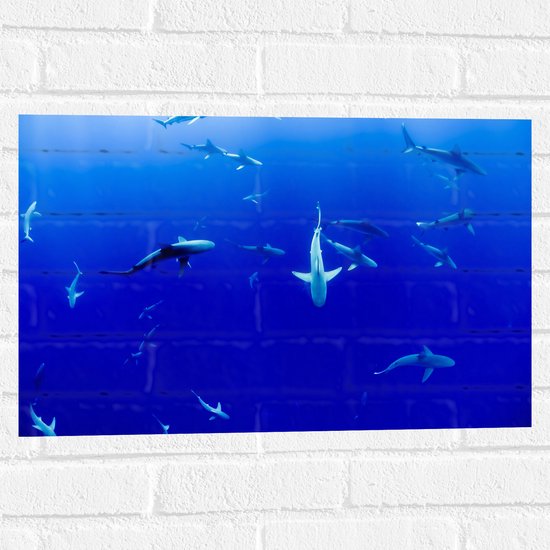 WallClassics - Muursticker - Haaien Onderwater in de Blauwe Zee - 60x40 cm Foto op Muursticker