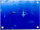 WallClassics - Tuinposter – Haaien Onderwater in de Blauwe Zee - 40x30 cm Foto op Tuinposter (wanddecoratie voor buiten en binnen)