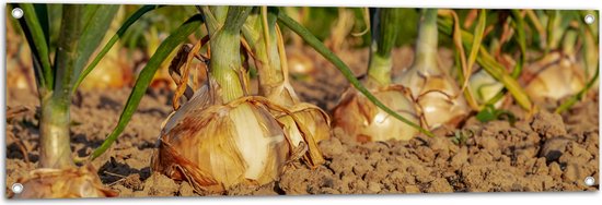 WallClassics - Tuinposter – Uien in de Grond - 120x40 cm Foto op Tuinposter (wanddecoratie voor buiten en binnen)