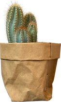 de Zaktus - cactus - Echinopsis Pachanoi San Pedro- UASHMAMA® paperbag bruin - Maat L