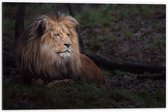 Dibond - Leeuw met Lange Manen Liggend in Groen Landschap - 60x40 cm Foto op Aluminium (Met Ophangsysteem)