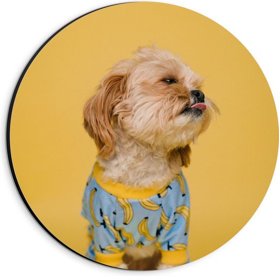 WallClassics - Dibond Muurcirkel - Hond met Trui bij Gele achtergrond - 20x20 cm Foto op Aluminium Muurcirkel (met ophangsysteem)