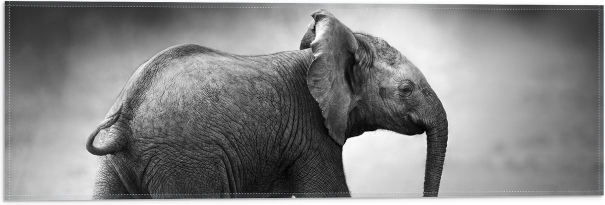 Vlag - Zijaanzicht van Lopende Baby Olifant in het Zwart-wit - 60x20 cm Foto op Polyester Vlag