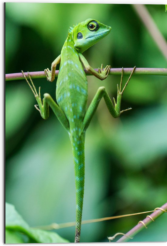 WallClassics - Dibond - Groene Kameleon Hangend aan een Takje - 50x75 cm Foto op Aluminium (Met Ophangsysteem)