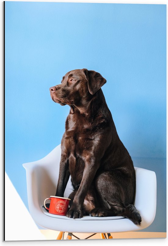 WallClassics - Dibond - Grote Hond Zittend op Stoel met Kop Koffie - 40x60 cm Foto op Aluminium (Met Ophangsysteem)