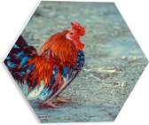 WallClassics - Plaque de Mousse PVC Hexagone - Coq Marchant à la Ferme - 30x26,1 cm Photo sur Hexagone (Avec Système d'accrochage)