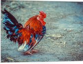 WallClassics - Plaque de Mousse PVC - Coq marchant à la Ferme - 80x60 cm Photo sur Plaque de Mousse PVC
