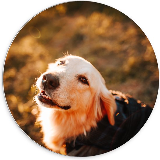 WallClassics - PVC Schuimplaat Muurcirkel - Hond met Jasje tijdens Zonsondergang - 70x70 cm Foto op Muurcirkel (met ophangsysteem)