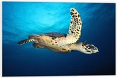 PVC Schuimplaat- Zeeschildpad tegen Wateroppervlak - 60x40 cm Foto op PVC Schuimplaat