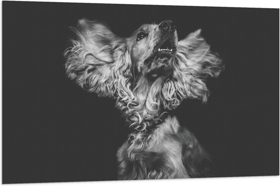 WallClassics - Vlag - Hond met Wapperende Grote Oren in het Zwart Wit - 120x80 cm Foto op Polyester Vlag
