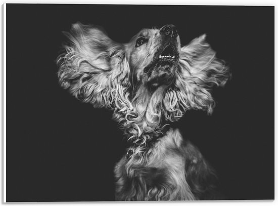 WallClassics - PVC Schuimplaat- Hond met Wapperende Grote Oren in het Zwart Wit - 40x30 cm Foto op PVC Schuimplaat